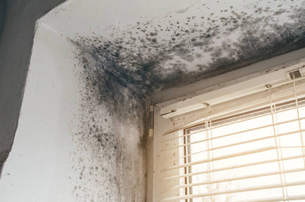 Affordable Mold Inspection And Testing solutions in Martinsville, IL
